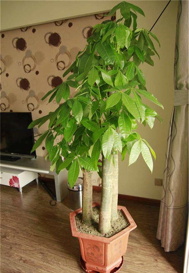 家里客厅寓意最好的树,八方来财树放在客厅什么位置最好