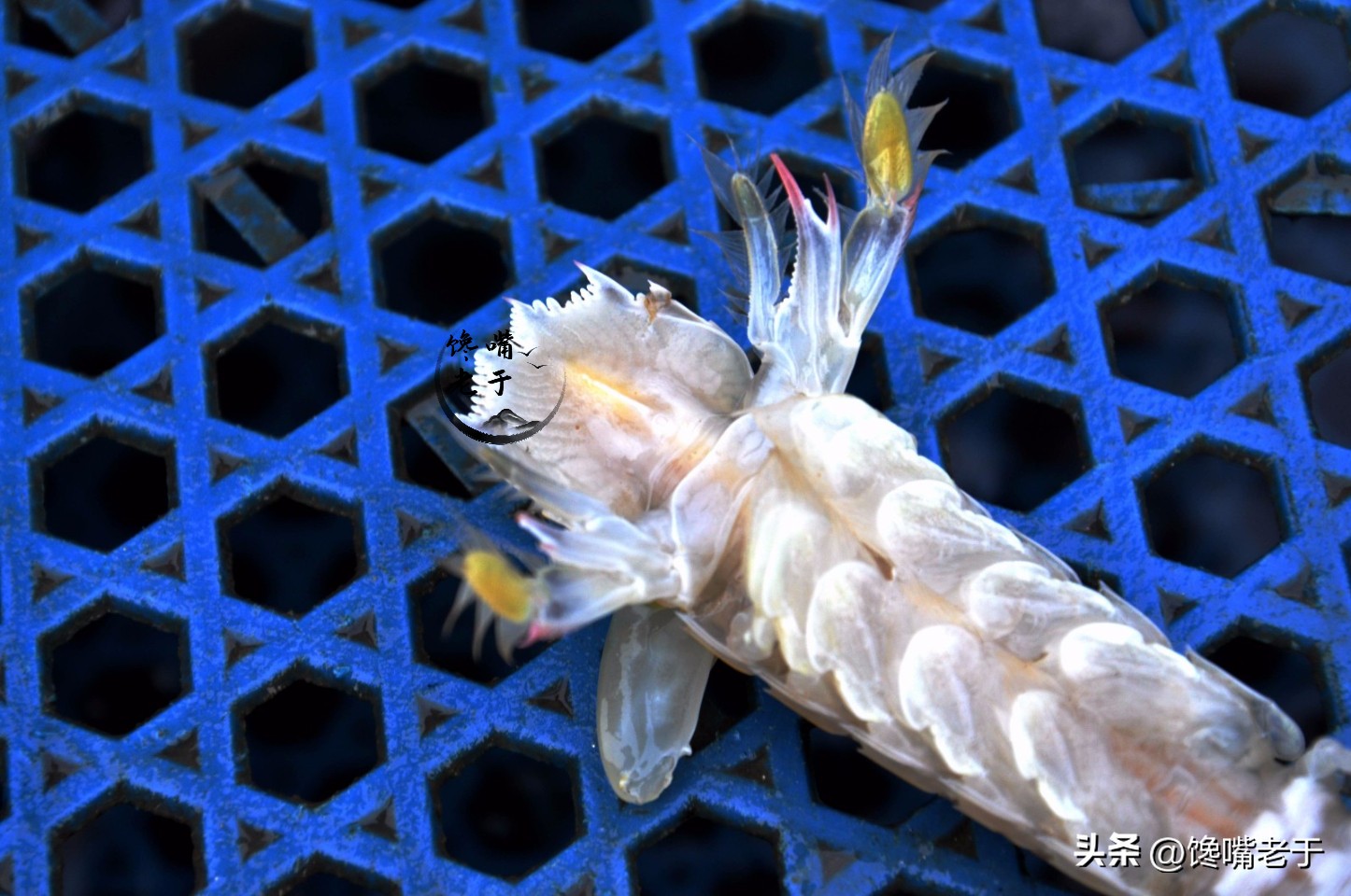 在市场上买皮皮虾怎么看才是新鲜,皮皮虾怎么吃老渔民悄悄告诉你