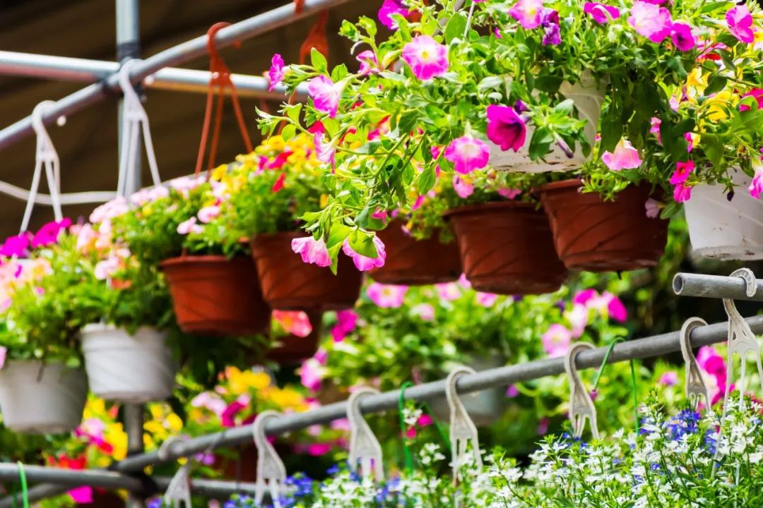 秋天最美的花诗词,秋花诗句大全