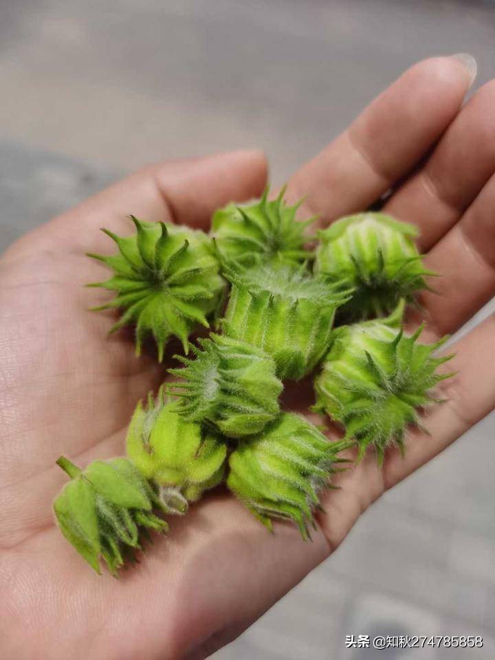 小苘麻的图片,苘麻图片