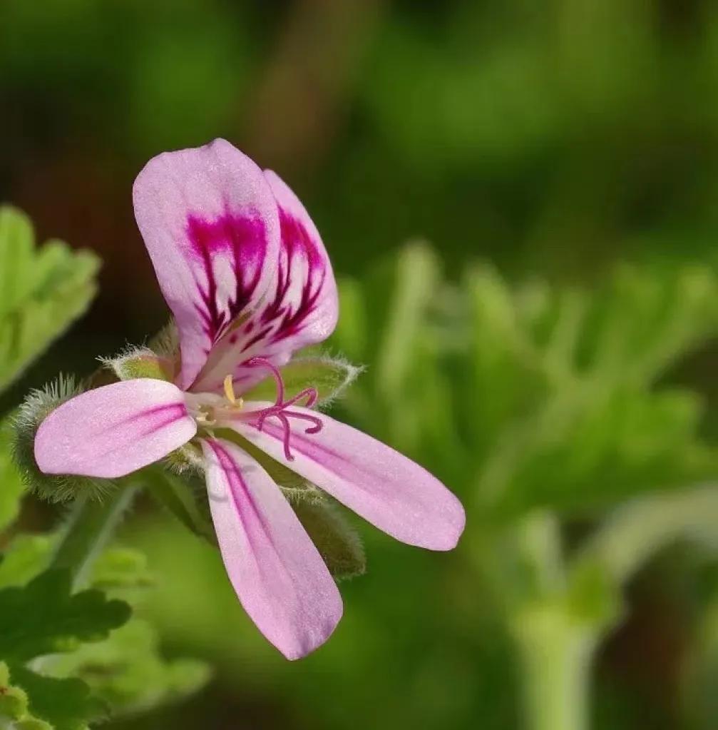 香氛精油护肤推荐哪款好用,精油护肤保持年轻