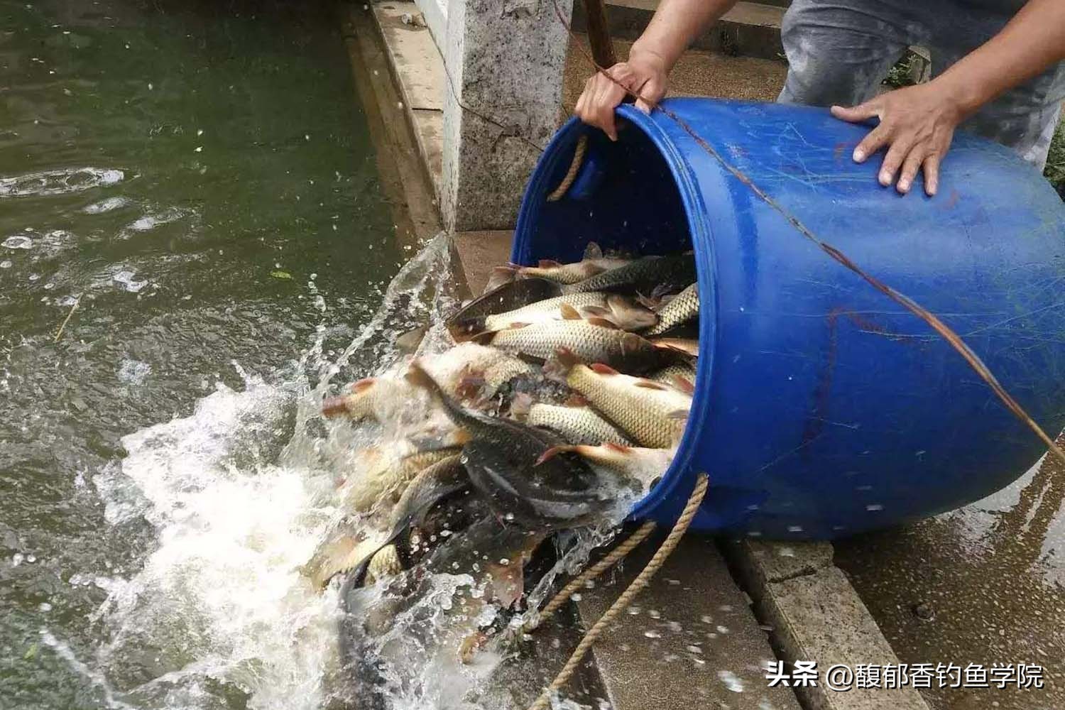 秋季黑坑钓鱼不开口怎么办,黑坑钓鱼不咬钩怎么回事