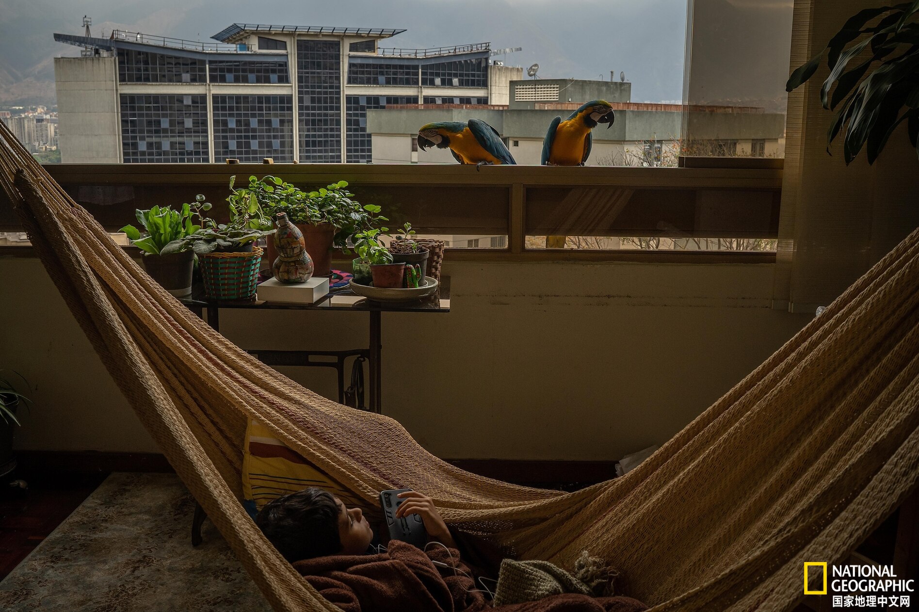 委内瑞拉首都的鹦鹉都是“散养”的