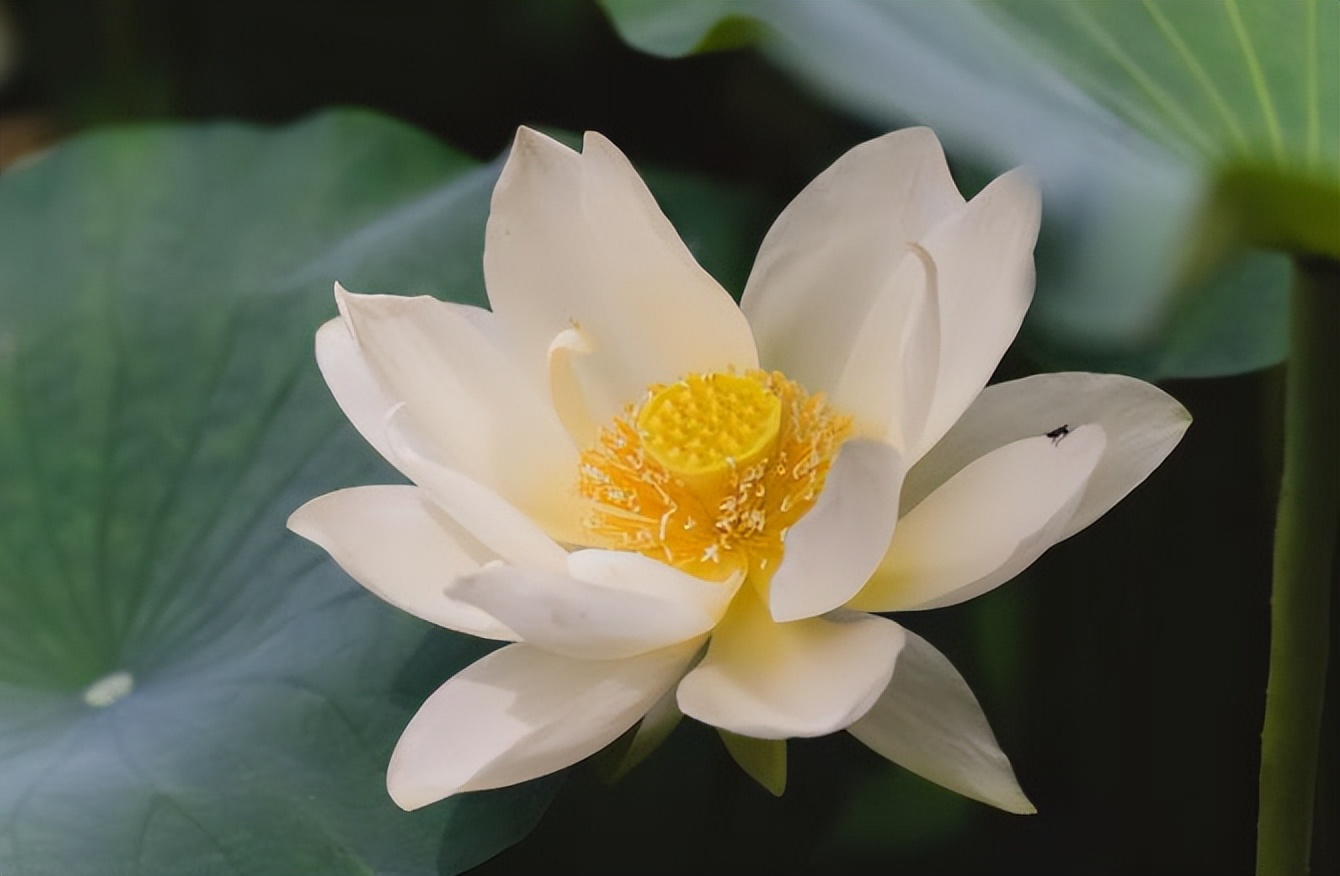 真正厉害的人敢于得罪人,真正厉害的人都是极具攻击性的