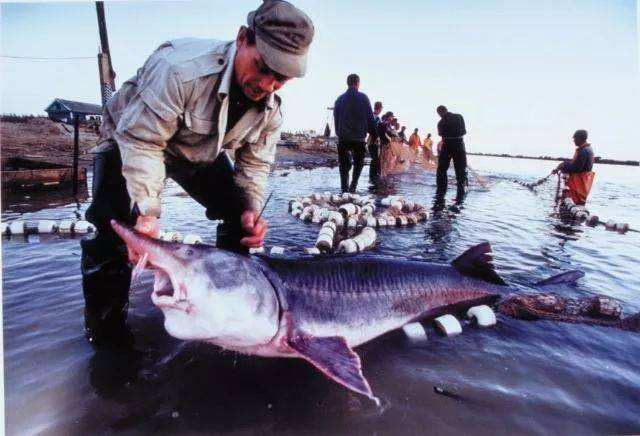 一千斤的鱼子酱,一千元一罐的鱼子酱