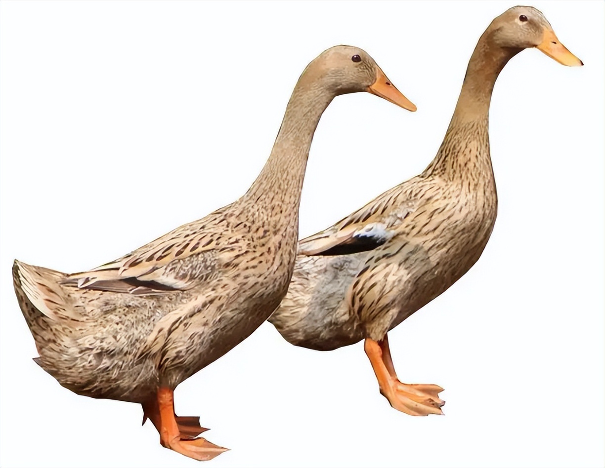 鸭子咳嗽是什么原因引起的,鸭子老是咳嗽怎么治