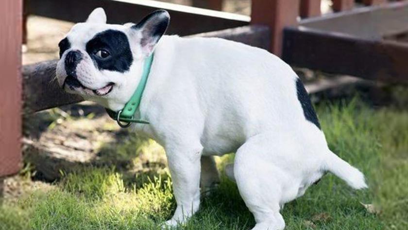 宠物主人养宠常遇到的问题,宠物主人必看