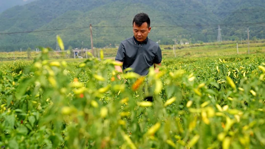 700亿级的辣椒市场，他盯上了其中的细分赛道，年入超3亿元