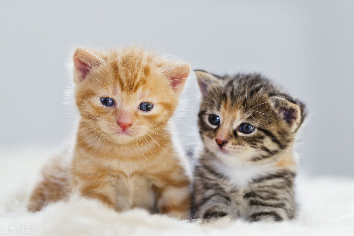 如何让爱叫的猫闭嘴,怎么让脾气暴的猫猫变温柔