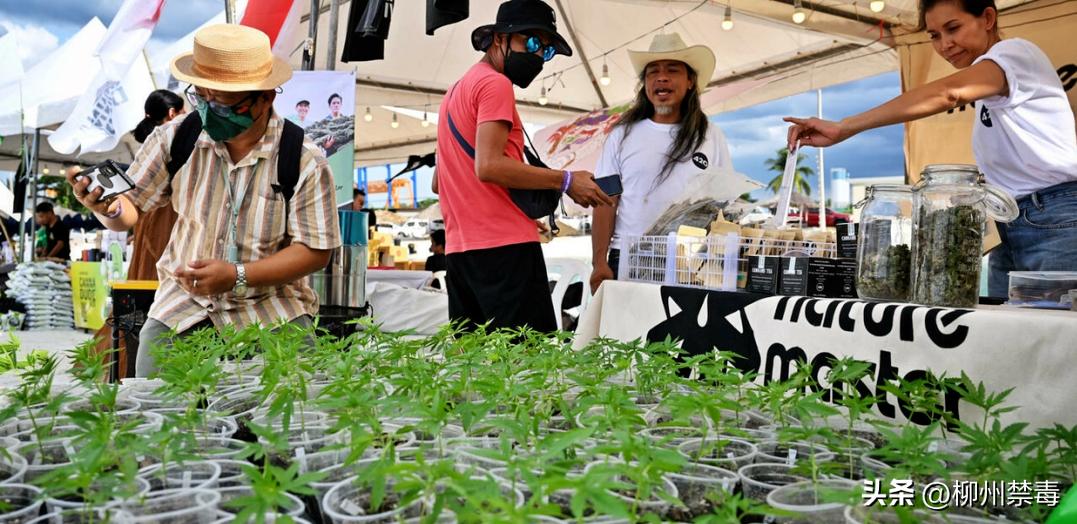 泰国现在大麻合法化旅游安全吗,泰国旅游大麻合法化如何规避