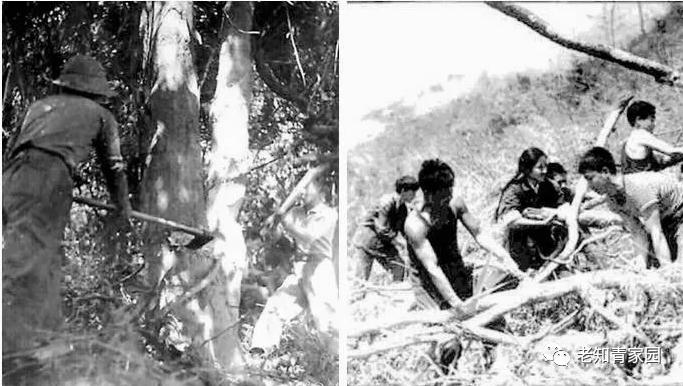 陈凯歌老照片大全集,陈凯歌的知青岁月