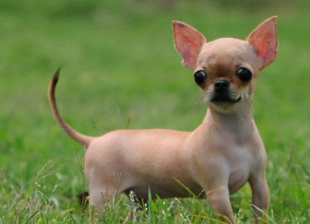 鍚夊▋濞冨翱娑茬壒鍒粍,鍚夊▋濞冨翱娑查粍