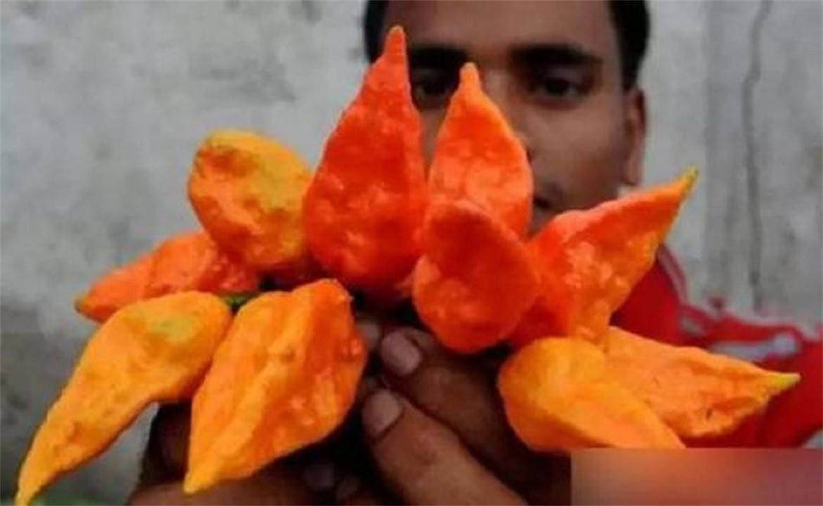 比印度魔鬼椒还要辣的辣椒,印度魔鬼椒的辣度排名第几