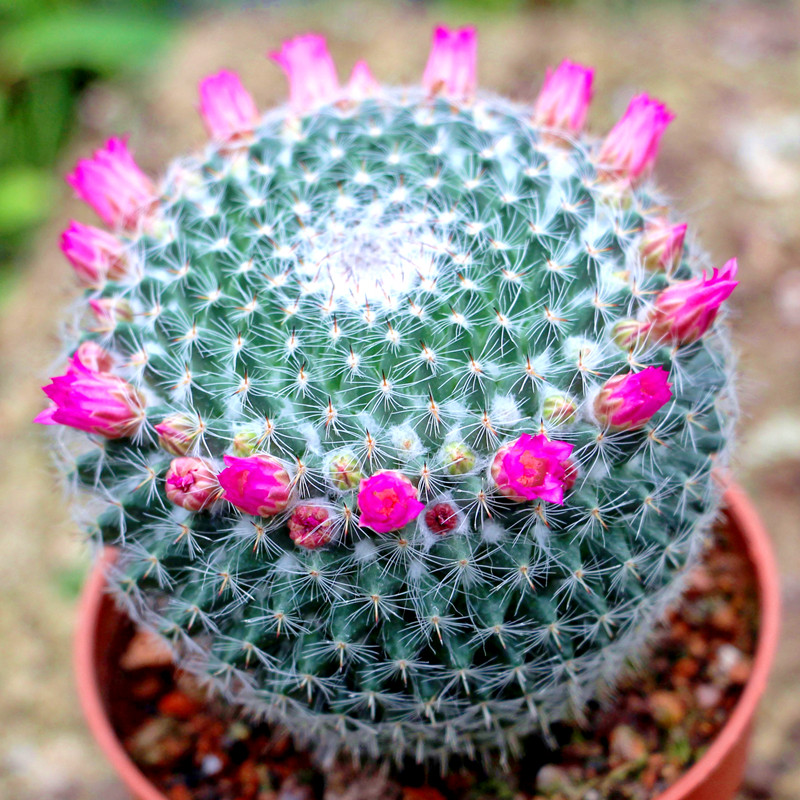 被水浇死的盆栽,容易浇死的植物