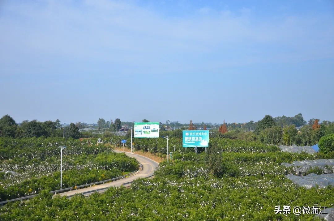 成都市蒲江县耙耙柑果园出售,四川成都蒲江耙耙柑最新行情
