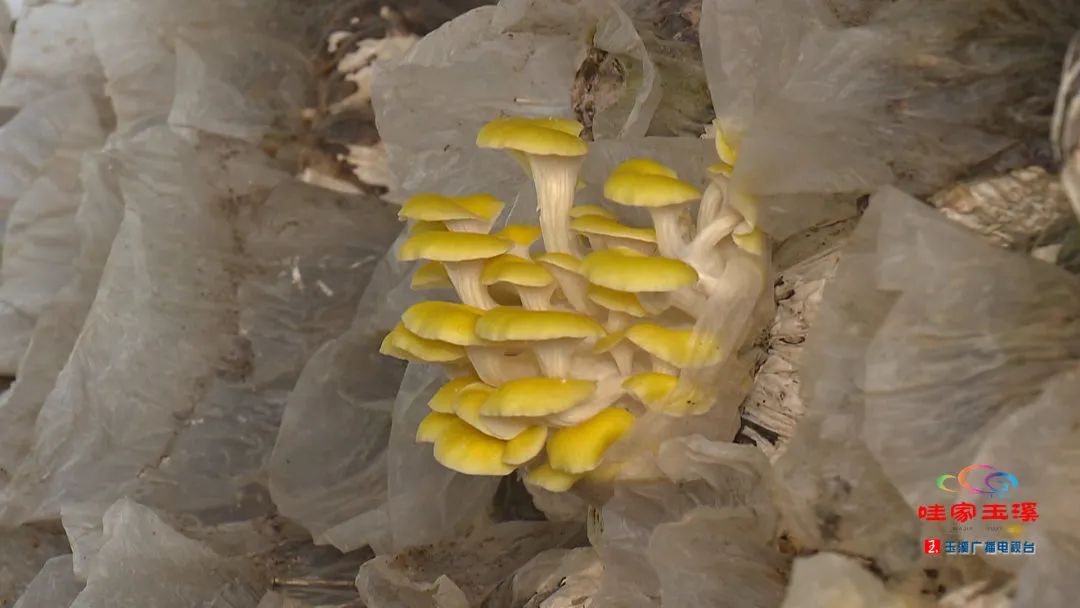 一线调研看发展,一线走访调研