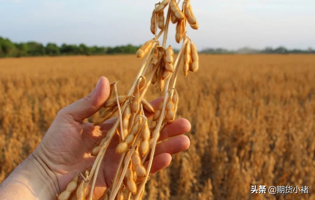 大豆近期价格变动,黄豆价格最新行情大豆会降价吗