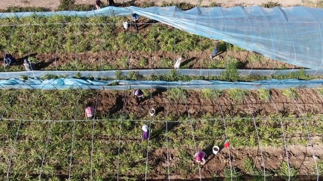 种植生姜能致富吗,种植生姜致富新亮点