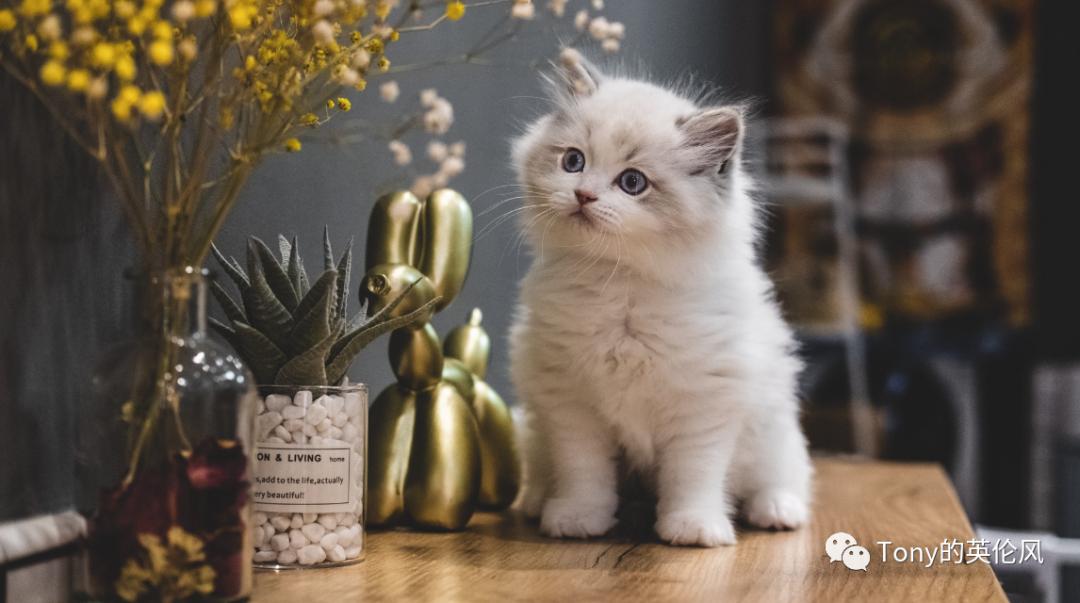 英国养猫宠兔,英国养猫开销