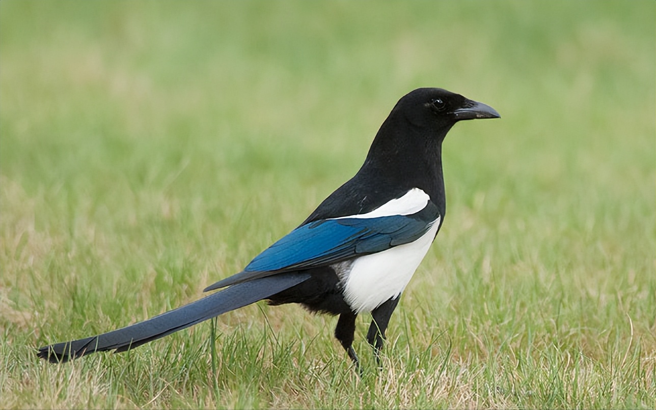 50张最佳鸟类摄影作品,鸟儿大全大图