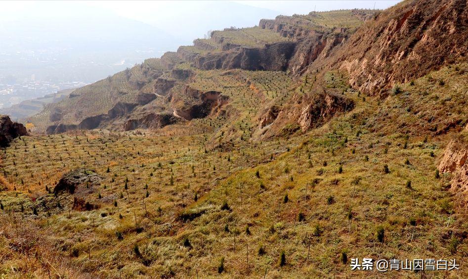 农村前方有空地怎样规划,农村有地该怎么利用和赚钱