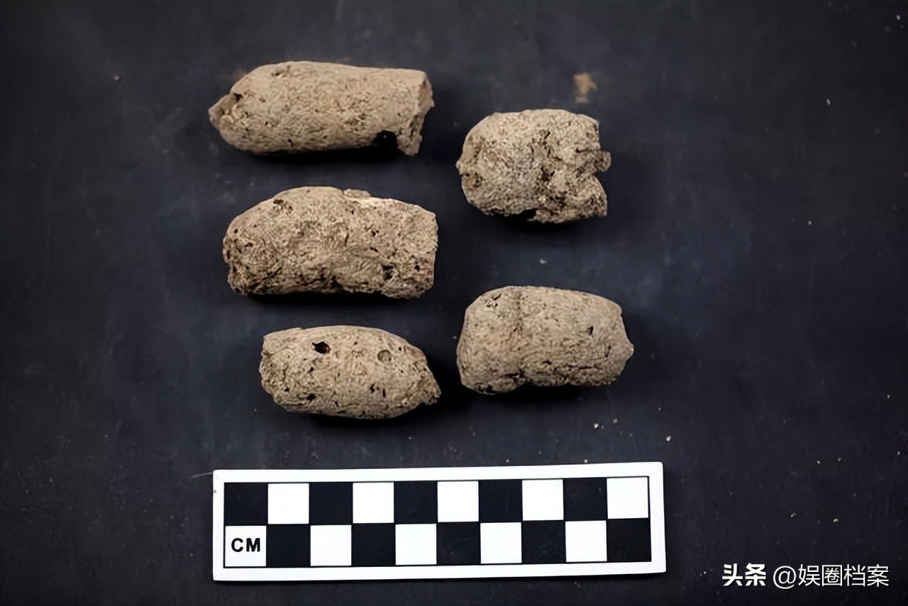 探究东部黑犀牛，激素代谢物和卵巢周期阶段肠道中微生物群的反应