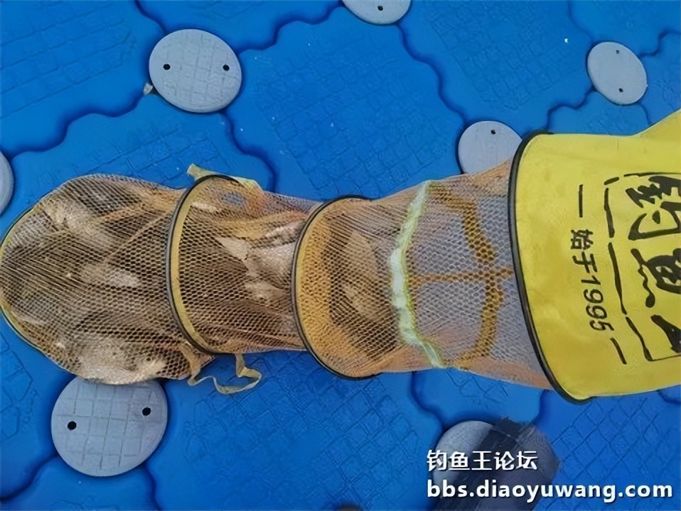 钓鱼王王者风范，拿捏多鱼种轻松