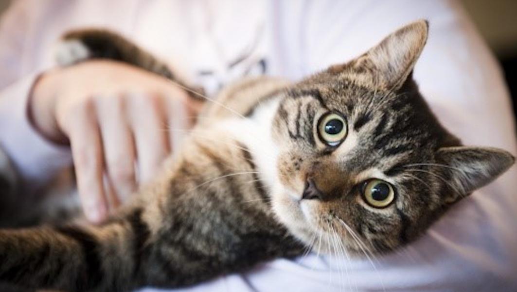 小公猫绝育有什么注意事项,绝育猫知识科普