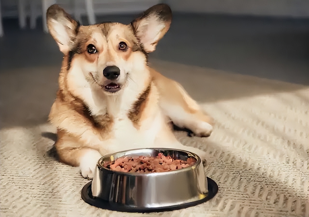 狗粮测评排行榜前十名成年狗,养狗萌新该给狗狗买什么狗粮