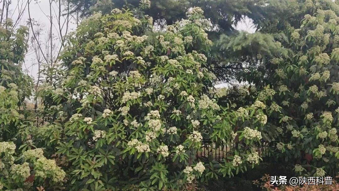 石楠花这么臭为什么要种呢,石楠花为什么种这么多