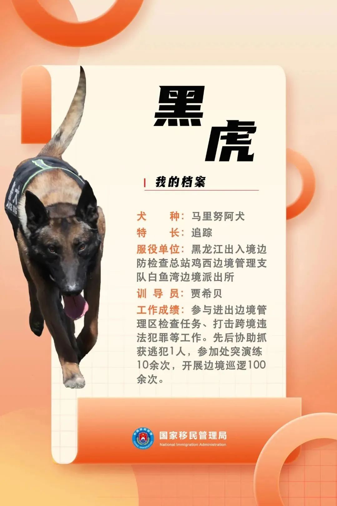 功勋犬天狼,功勋犬挑战不可能