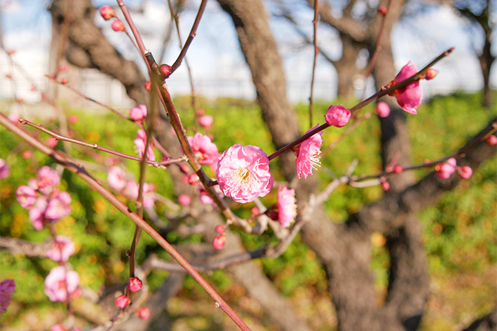 来大阪城梅林感受春天的到来