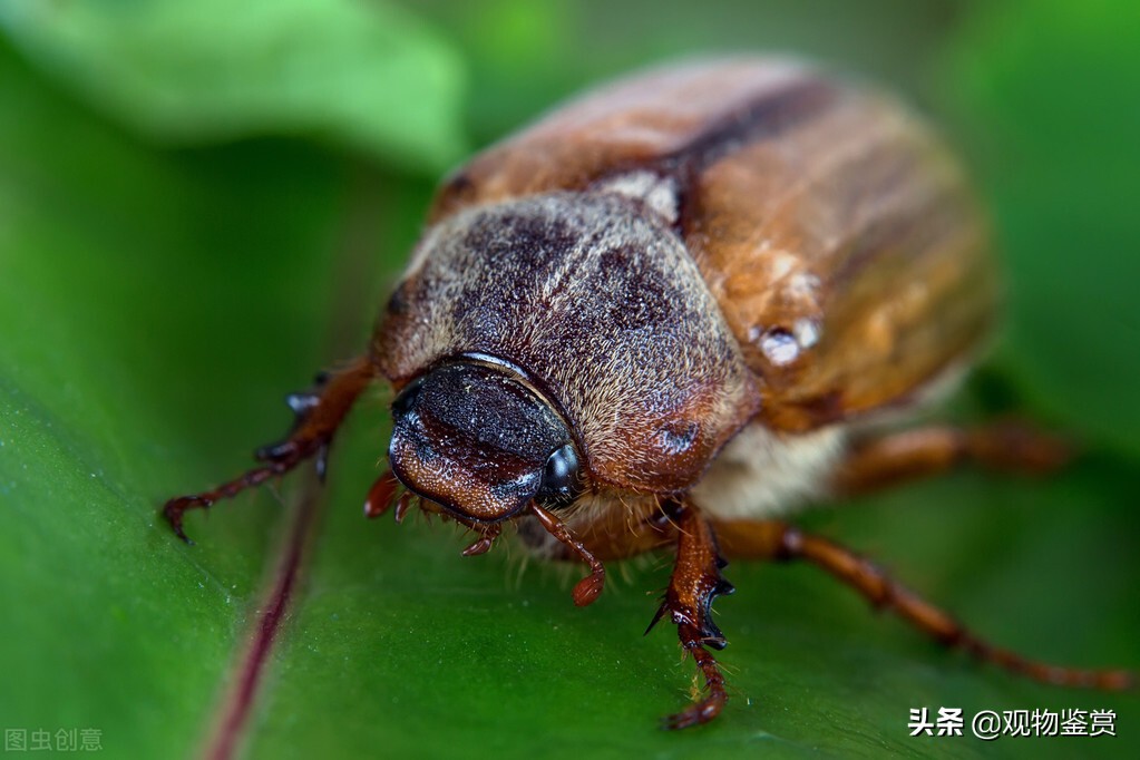 金龟子吃什么虫子,金龟子最佳防治方法