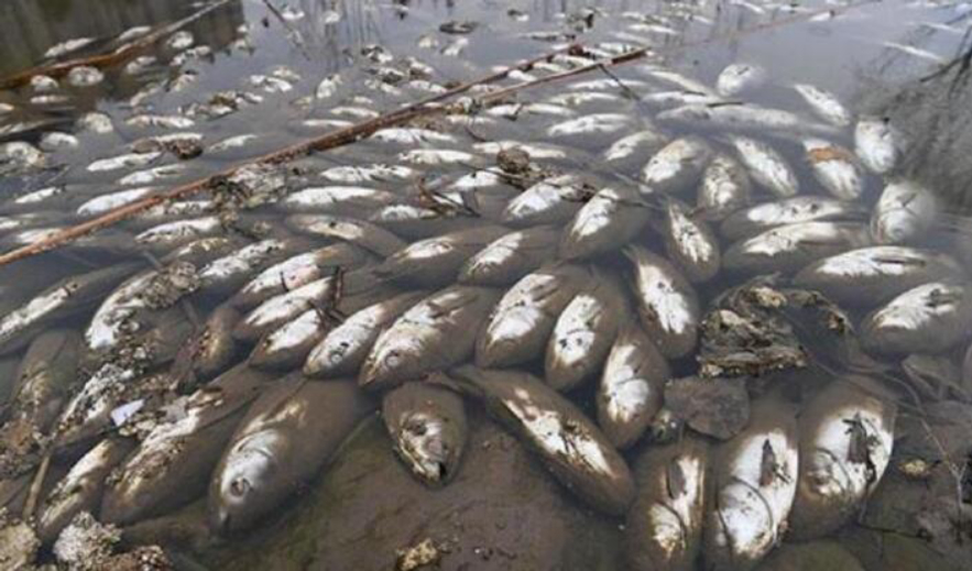 河马粪便致上万条鱼死亡,河马被粪便憋死