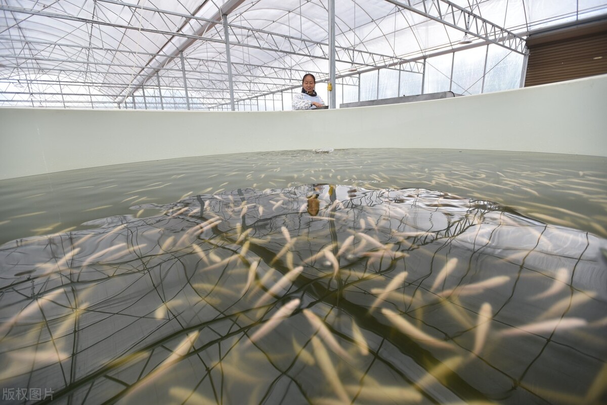 重庆池塘鱼菜共生技术,鱼菜共生破解重庆池塘养殖困局