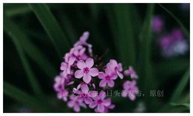 军婚离婚的真实经历,军婚在怎么样的情况下会离婚