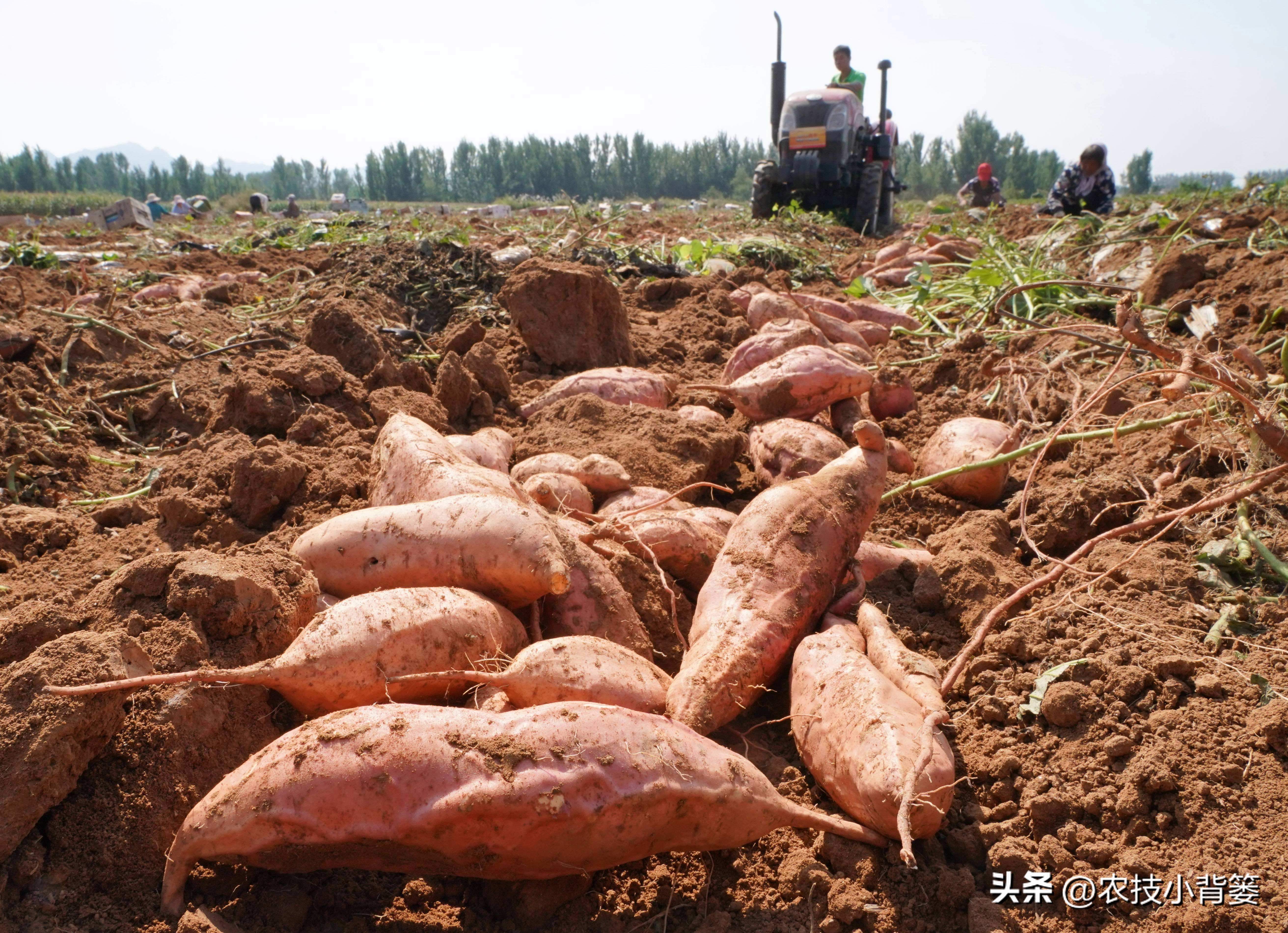 种地瓜如何日常管理高产,怎么种瓜种才高产呢