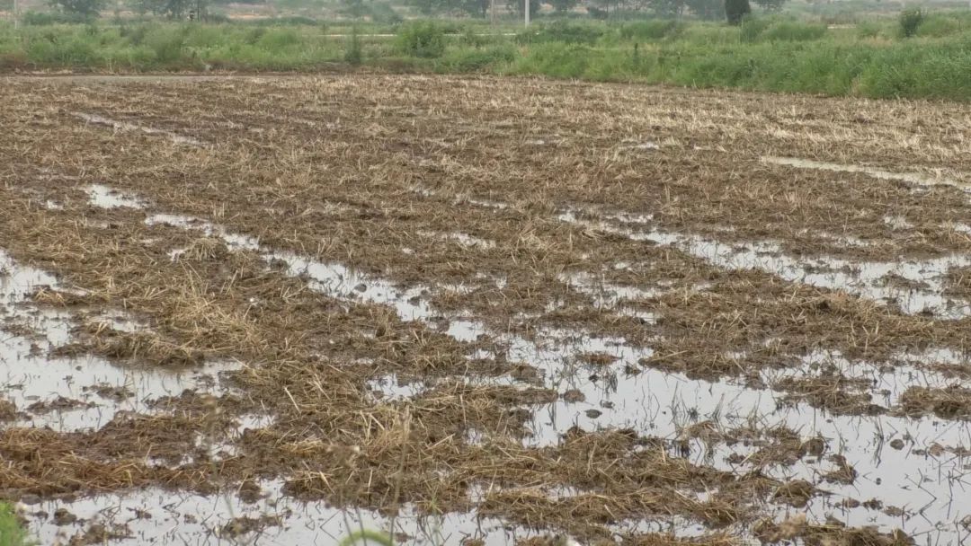 为什么说季节已到抓紧种稻,季节到了地里又开始忙了
