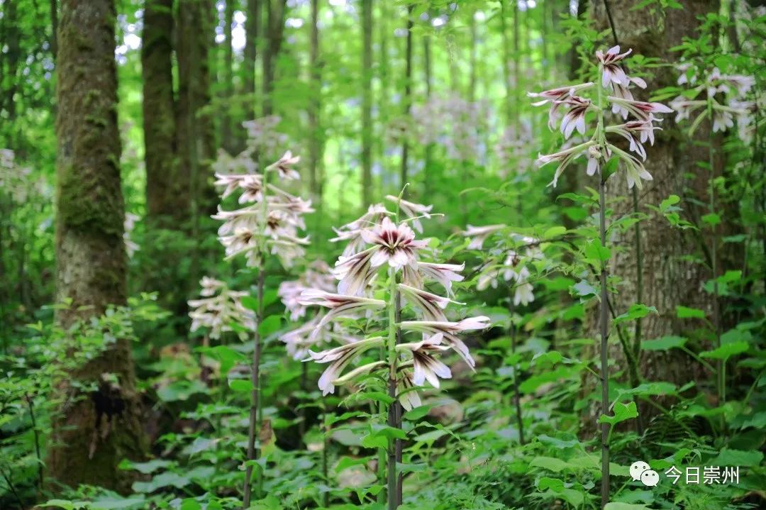 崇州山里的野百合图片,成都大邑野百合花海美景图
