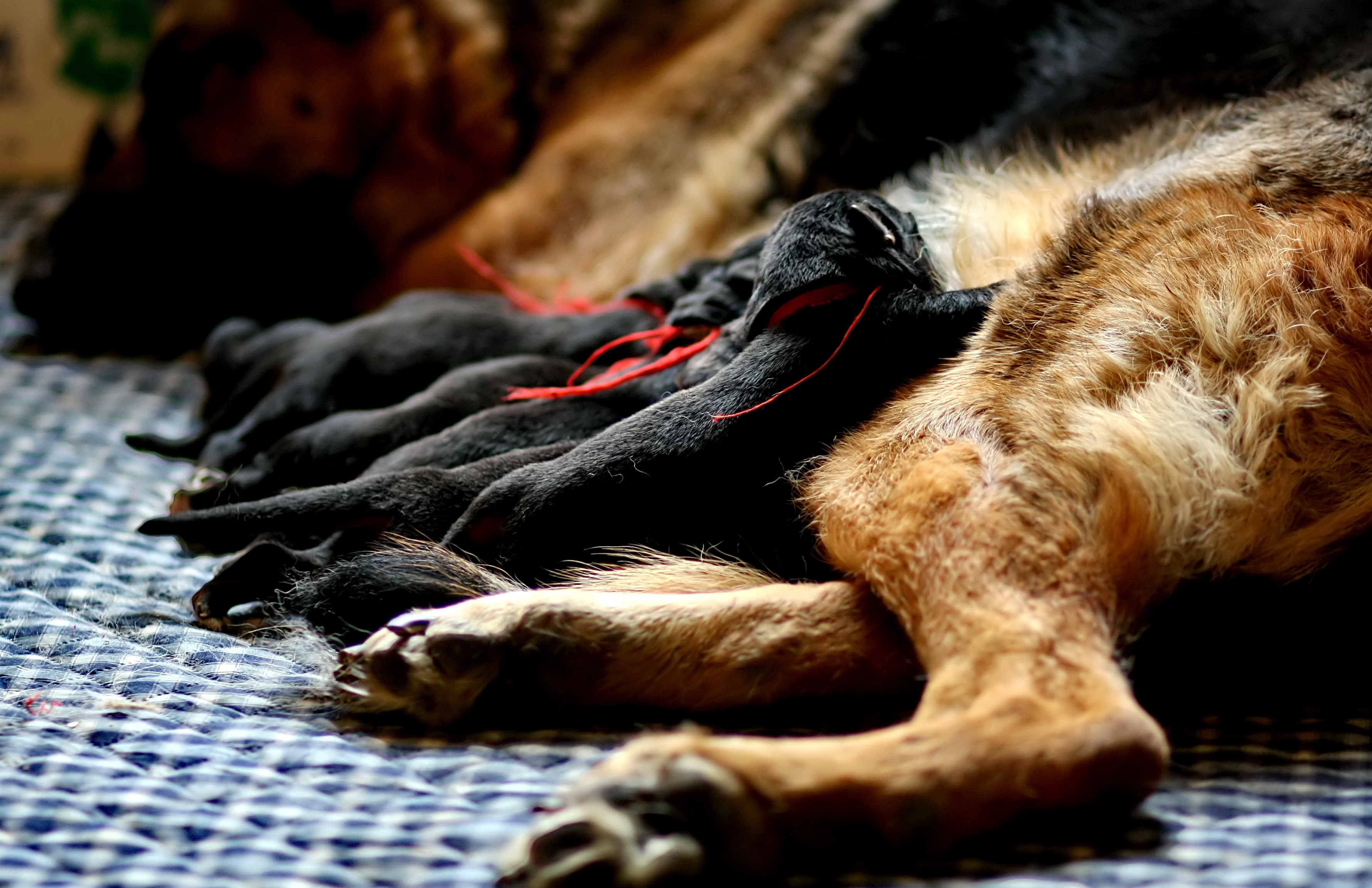 德牧养殖技术书籍大全,德牧饲养攻略