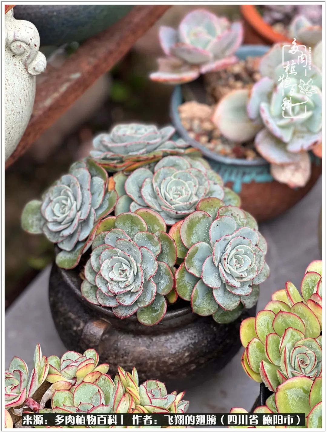 多肉的正确养殖方法冬天怎么养活,多肉怎么养活而且长得快且好看