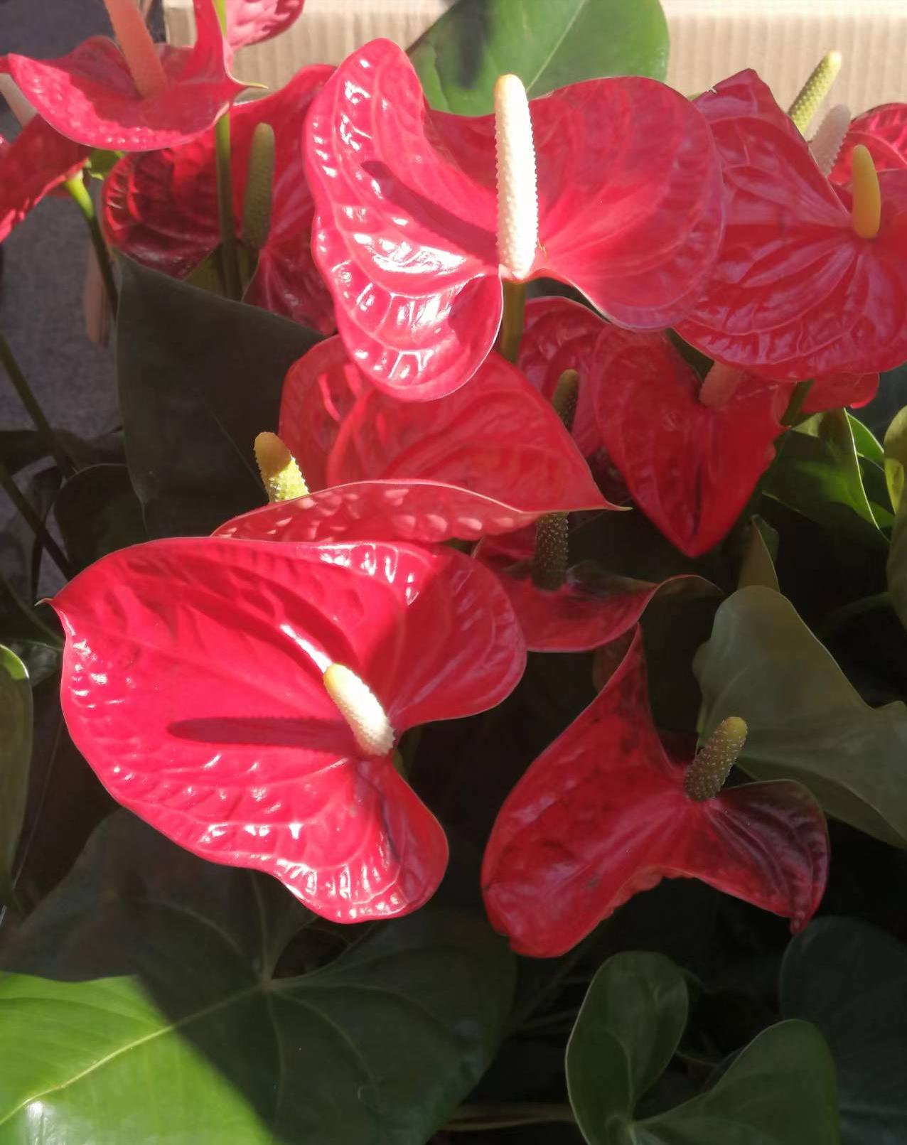 客厅买什么花放最好风水旺,客厅摆什么花容易招财运