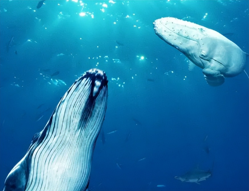 蓝鲸有多大它会吃人吗,蓝鲸是不是海洋里最大的生物