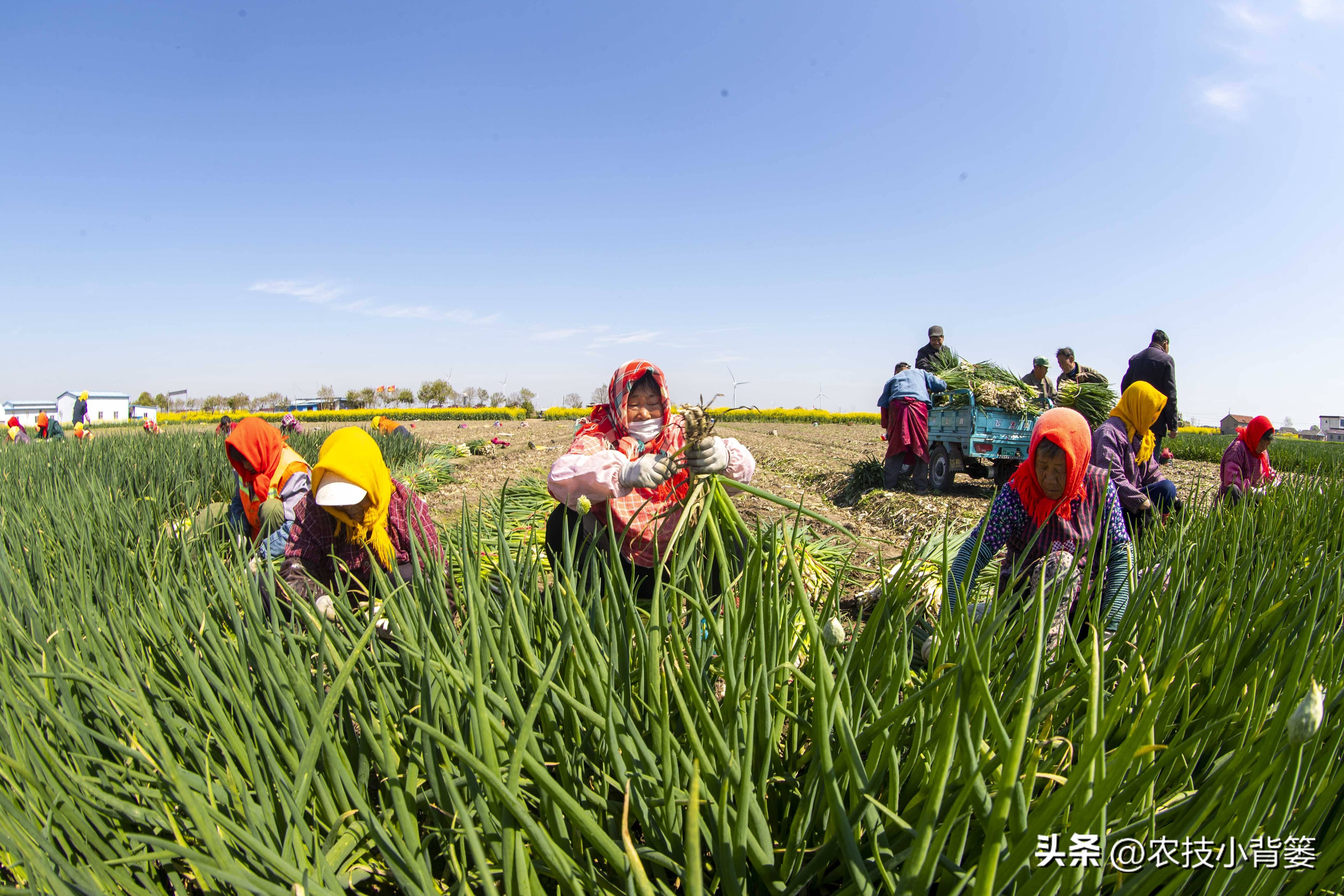 小香葱种植时间和方法视频,小香葱的种植方法和时间