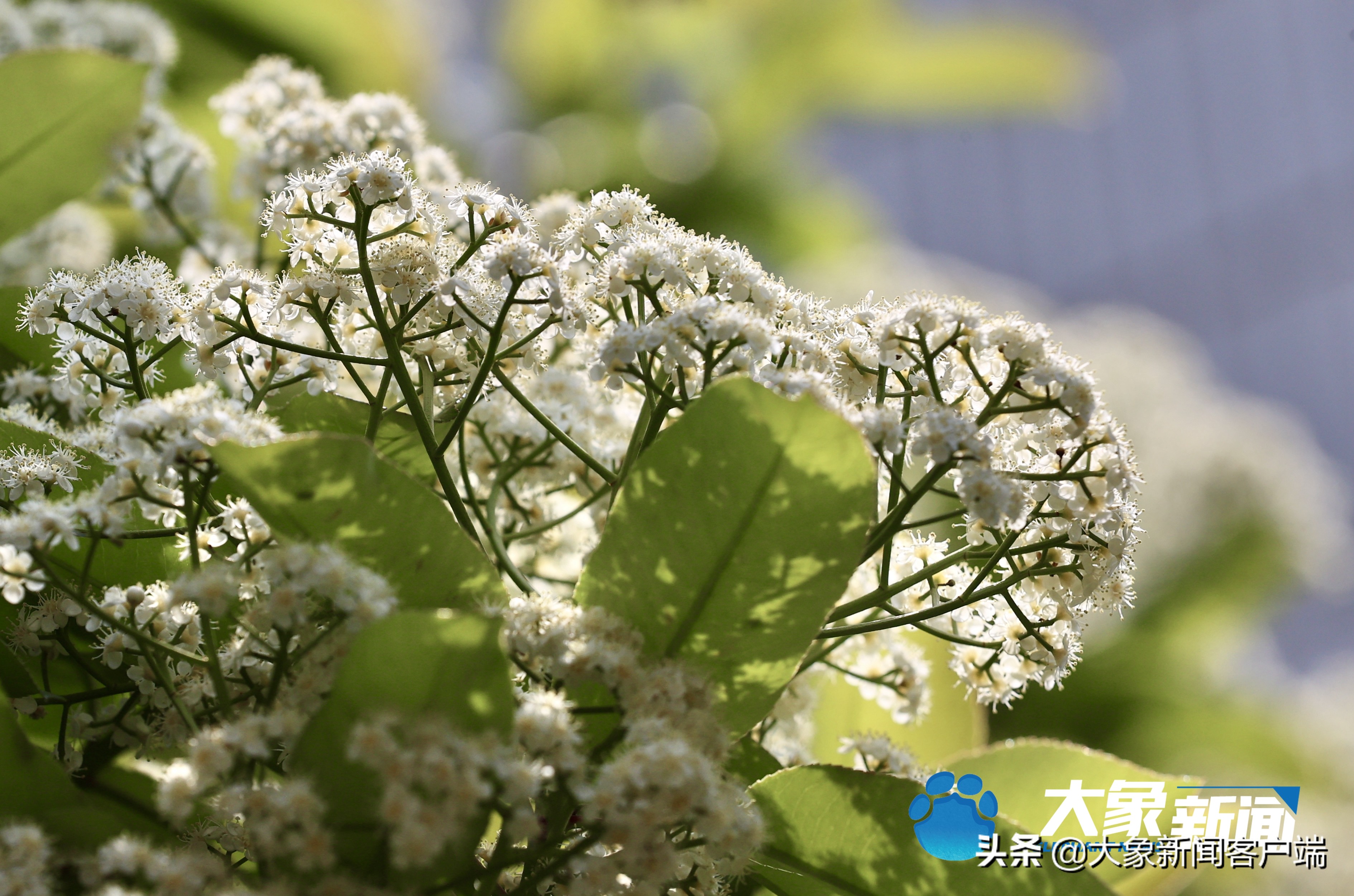 为什么有人不讨厌石楠花,你能接受石楠花唯一的缺点吗