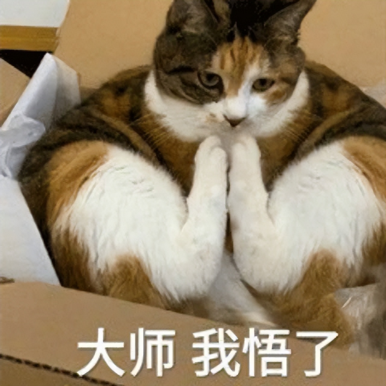 怎样训练猫咪知道自己的名字,想要给猫咪训练该怎么喂食物