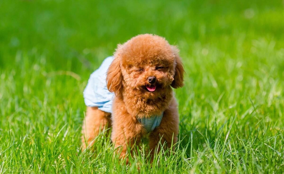 纯种泰迪2个月588贵么,铁包金泰迪是不是纯种泰迪