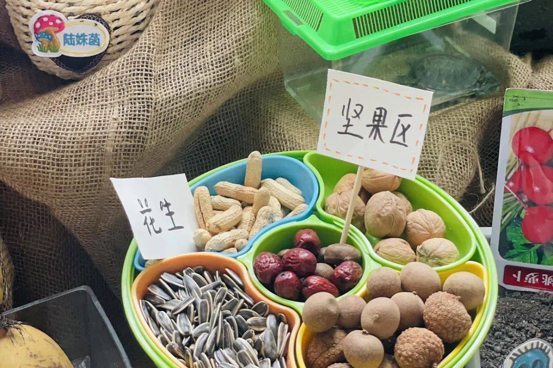 生态环创幼儿园自然角,幼儿园环创自然角实验