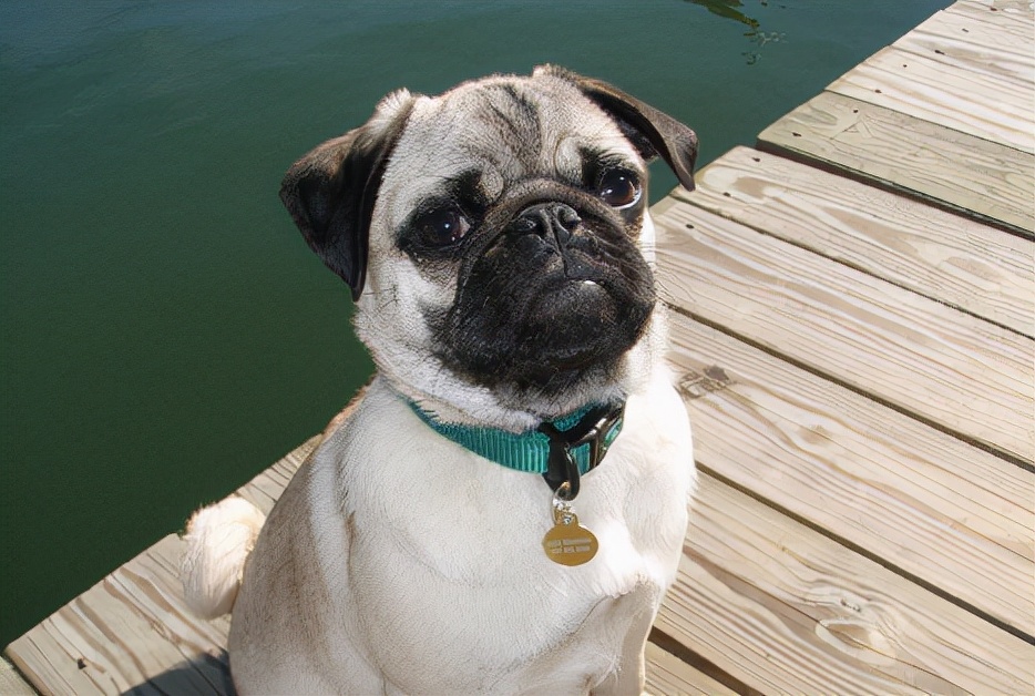 巴哥犬好养吗有什么优缺点,巴哥犬为什么不建议新手养