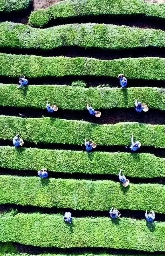 宜昌长阳绿茶,宜昌绿茶品牌五峰毛尖